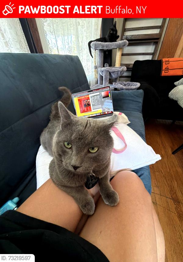 Lost Male Cat last seen By Canisius College, Buffalo, NY 14208