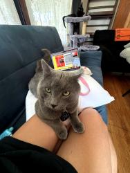 Lost Male Cat last seen By Canisius College, Buffalo, NY 14208