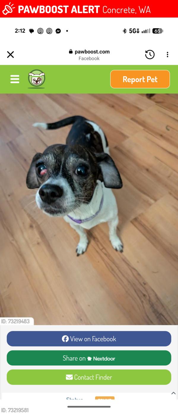 Lost Female Dog last seen Pine St Capehoy, Concrete, WA 98237