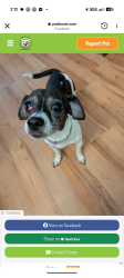 Lost Female Dog last seen Pine St Capehoy, Concrete, WA 98237