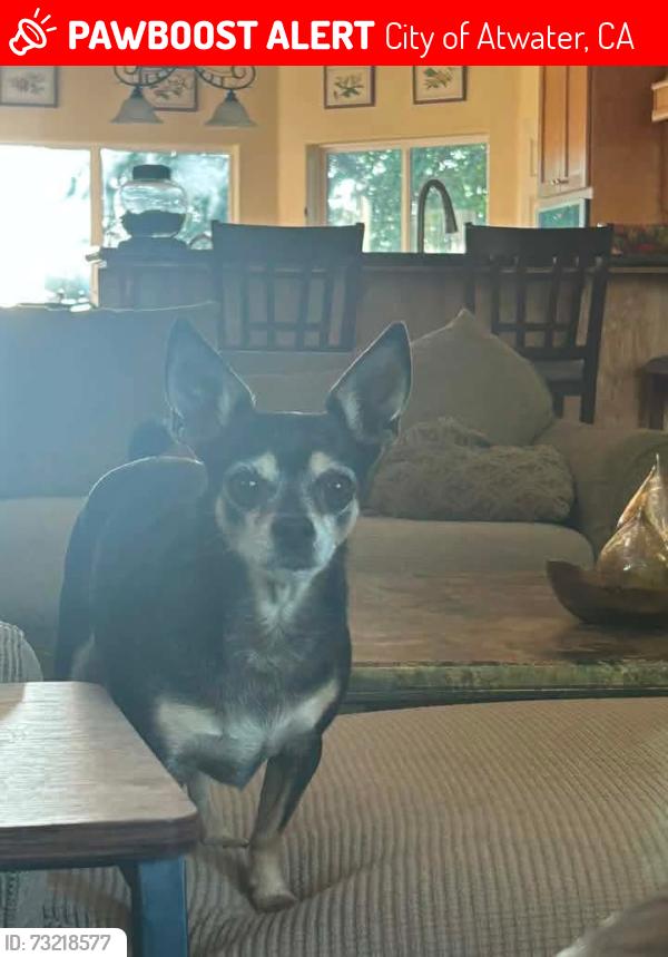 Deceased Male Dog last seen Winton Way and Camellia near Atwater High School and the Livingston Canal, City of Atwater, CA 95301