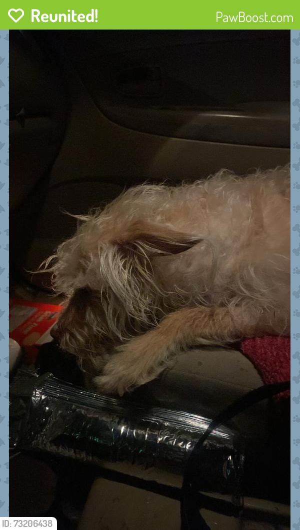 Reunited Female Dog last seen George dieter/montana, El Paso, TX 79936