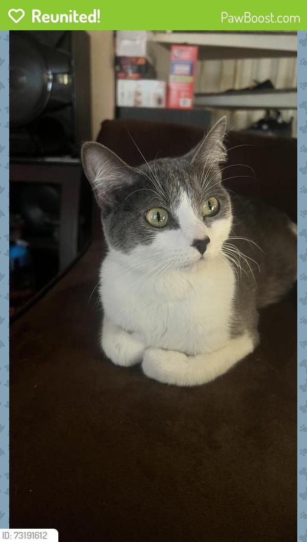 Reunited Female Cat last seen Parker & Bellview, Aurora, CO 80015