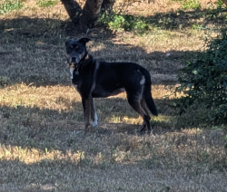Found/Stray Unknown Dog last seen portola and glenview st, san francisco, San Francisco, CA 94131