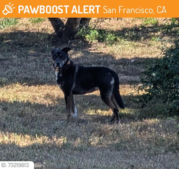 Found/Stray Unknown Dog last seen portola and glenview st, san francisco, San Francisco, CA 94131
