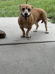 Reunited Male Dog last seen Achilles Rd, Port St John, FL 32927, USA, Port Saint John, FL 32927