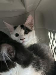 Shelter Stray Female Cat last seen , West Valley Animal Shelter, 20655 Plummer St, Chatsworth, CA 91311, USA