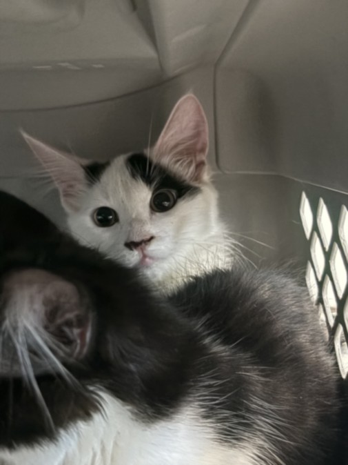 Shelter Stray Female Cat last seen , West Valley Animal Shelter, 20655 Plummer St, Chatsworth, CA 91311, USA