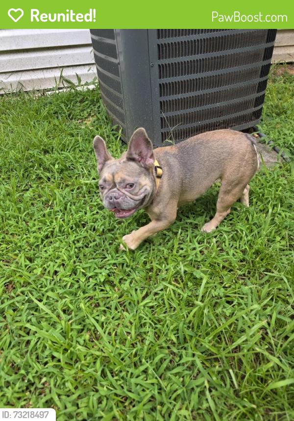 Reunited Female Dog last seen Dogwood Rd, Gwinnett County, GA 30078