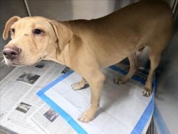 Shelter Stray Male Dog last seen , West Valley Animal Shelter, 20655 Plummer St, Chatsworth, CA 91311, USA