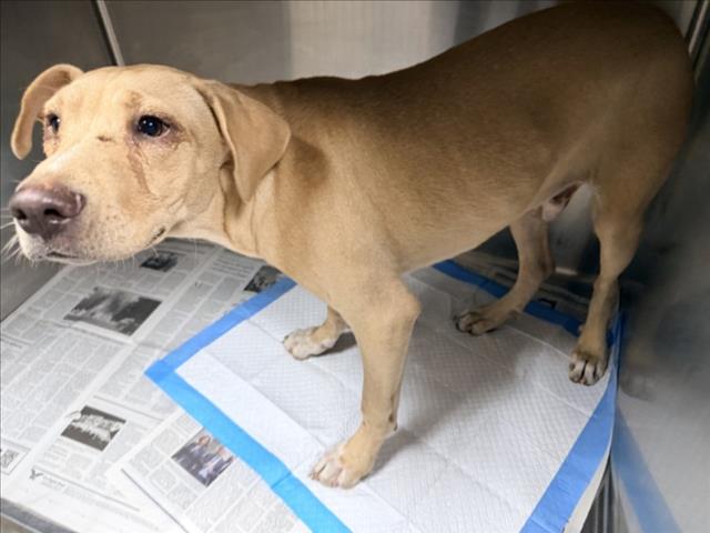 Shelter Stray Male Dog last seen , West Valley Animal Shelter, 20655 Plummer St, Chatsworth, CA 91311, USA