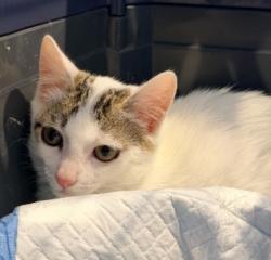 Shelter Stray Female Cat last seen HAYES/TAFT, 6443 Oak Canyon, Irvine, CA 92618, USA