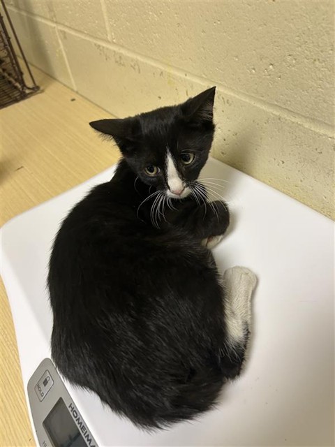 Shelter Stray Male Cat last seen CONNIE DR & EL CAMINO AVE, 2127 Front St, Sacramento, CA 95818, USA