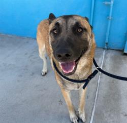 Shelter Stray Male Dog last seen , 4275 Elton St, Baldwin Park, CA 91706, USA