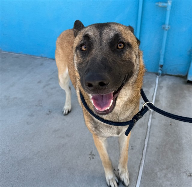 Shelter Stray Male Dog last seen , 4275 Elton St, Baldwin Park, CA 91706, USA