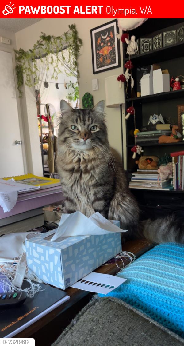 Lost Male Cat last seen 54th Ave sw and kirsop rd sw by Kelly's excavation, Olympia, WA 98512