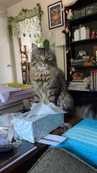 Lost Male Cat last seen 54th Ave sw and kirsop rd sw by Kelly's excavation, Olympia, WA 98512