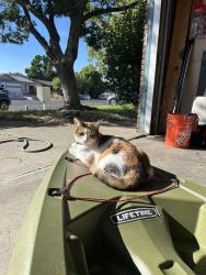 Reunited Female Cat last seen Sperry drive, Citrus Heights, CA 95621