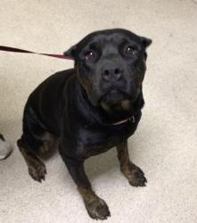 Shelter Stray Female Dog last seen Near BLOCK OPAL ST, RIVERSIDE CA 92509, 6851 Van Buren Boulevard, Jurupa Valley, CA 92509, USA