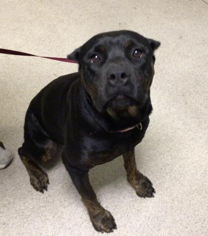 Shelter Stray Female Dog last seen Near BLOCK OPAL ST, RIVERSIDE CA 92509, 6851 Van Buren Boulevard, Jurupa Valley, CA 92509, USA