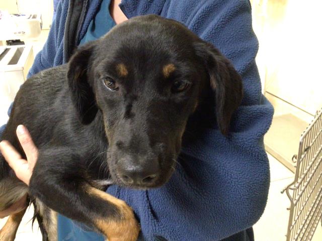 Shelter Stray Female Dog last seen Near BLOCK LINDSAY ST, JURUPA VALLEY, CA, 6851 Van Buren Boulevard, Jurupa Valley, CA 92509, USA