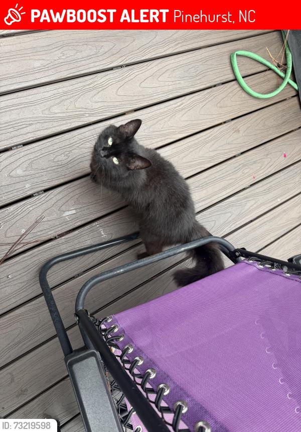 Lost Female Cat last seen Juniper creek and deerwood blvd, Pinehurst, NC 28374