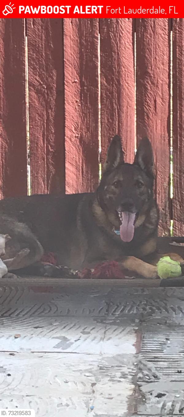 Lost Male Dog last seen Hard Rock Casino, Fort Lauderdale, FL 33314