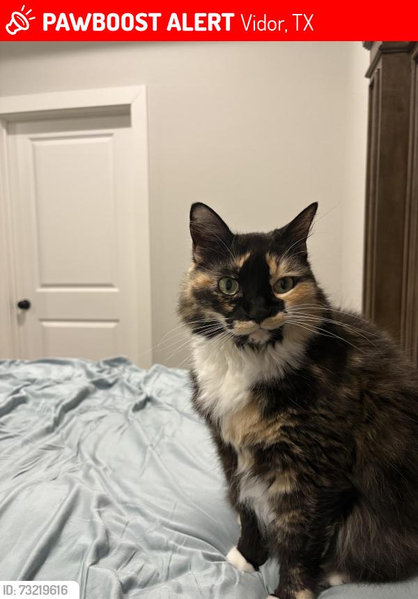 Lost Female Cat last seen Near Aquarius, Vidor, TX 77662