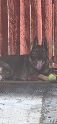 Lost Male Dog last seen Hard Rock Casino, Fort Lauderdale, FL 33314