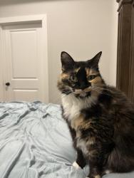 Lost Female Cat last seen Near Aquarius, Vidor, TX 77662