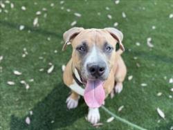 Shelter Stray Male Dog last seen , 3201 Lacy St, Los Angeles, CA 90031, USA