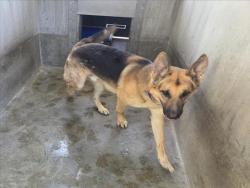 Shelter Stray Male Dog last seen , 1850 W 60th St, Los Angeles, CA 90047, USA