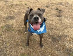 Shelter Stray Female Dog last seen , 1850 W 60th St, Los Angeles, CA 90047, USA