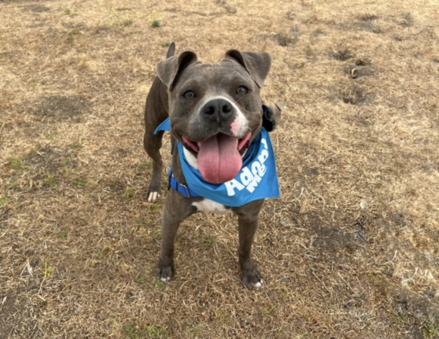 Shelter Stray Female Dog last seen , 1850 W 60th St, Los Angeles, CA 90047, USA