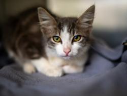 Shelter Stray Male Cat last seen , 1850 W 60th St, Los Angeles, CA 90047, USA