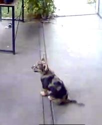 Lost Female Dog last seen Robinson Rd & Avenue 310, Visalia, CA 93291