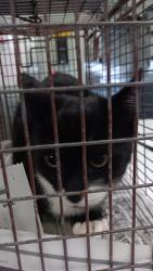 Shelter Stray Male Cat last seen , 1850 W 60th St, Los Angeles, CA 90047, USA