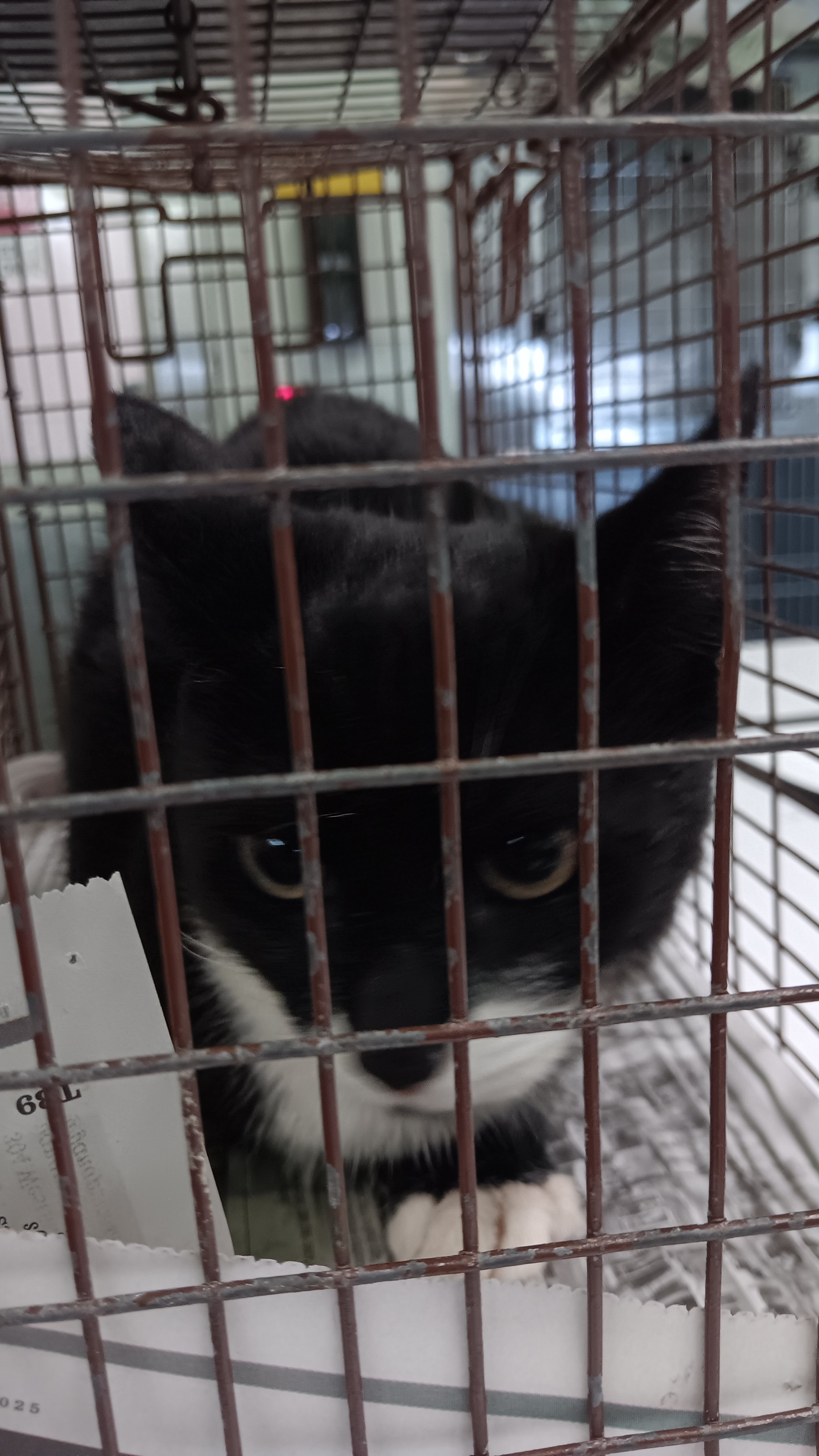 Shelter Stray Male Cat last seen , 1850 W 60th St, Los Angeles, CA 90047, USA