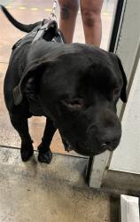 Shelter Stray Male Dog last seen , 14409 Vanowen St, Van Nuys, CA 91405, USA