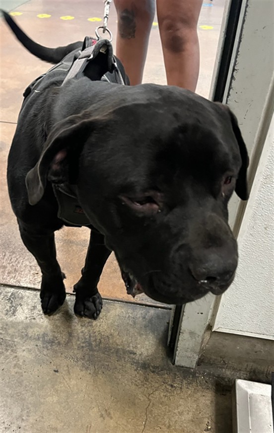 Shelter Stray Male Dog last seen , 14409 Vanowen St, Van Nuys, CA 91405, USA