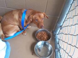 Shelter Stray Male Dog last seen 1ST AND PALOMAR, 130 Beyer Way, Chula Vista, CA 91911, USA
