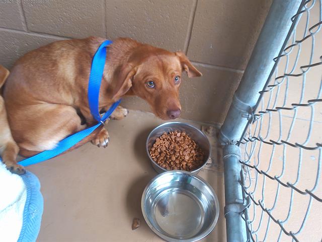 Shelter Stray Male Dog last seen 1ST AND PALOMAR, 130 Beyer Way, Chula Vista, CA 91911, USA