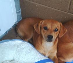 Shelter Stray Male Dog last seen 1ST AND PALOMAR, 130 Beyer Way, Chula Vista, CA 91911, USA