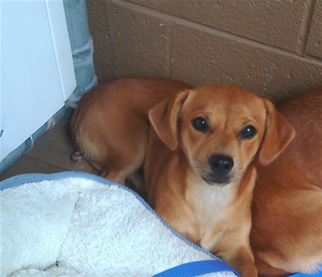 Shelter Stray Male Dog last seen 1ST AND PALOMAR, 130 Beyer Way, Chula Vista, CA 91911, USA