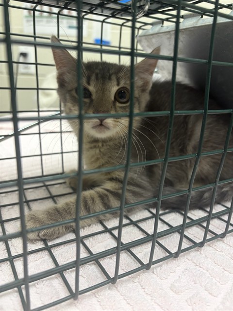 Shelter Stray Unknown Cat last seen Near BLOCK QUEBEC ST, 12155 Park Blvd, Brighton, CO 80601, USA