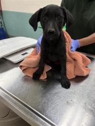 Shelter Stray Female Dog last seen Near BLOCK OLINGHOUSE RD, WADSWORTH NV 89442, 2825 Longley Ln Suite A, Reno, NV 89502, USA