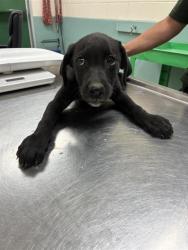 Shelter Stray Female Dog last seen Near BLOCK OLINGHOUSE RD, WADSWORTH NV 89442, 2825 Longley Ln Suite A, Reno, NV 89502, USA