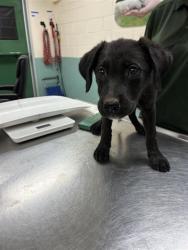 Shelter Stray Female Dog last seen Near BLOCK OLINGHOUSE RD, WADSWORTH NV 89442, 2825 Longley Ln Suite A, Reno, NV 89502, USA