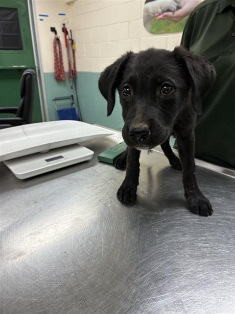 Shelter Stray Female Dog last seen Near BLOCK OLINGHOUSE RD, WADSWORTH NV 89442, 2825 Longley Ln Suite A, Reno, NV 89502, USA
