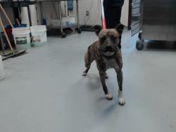 Shelter Stray Male Dog last seen Near BLOCK SEEKER ST, HOPE MILLS NC 28348, 4704 Corporation Dr, Fayetteville, NC 28306, USA